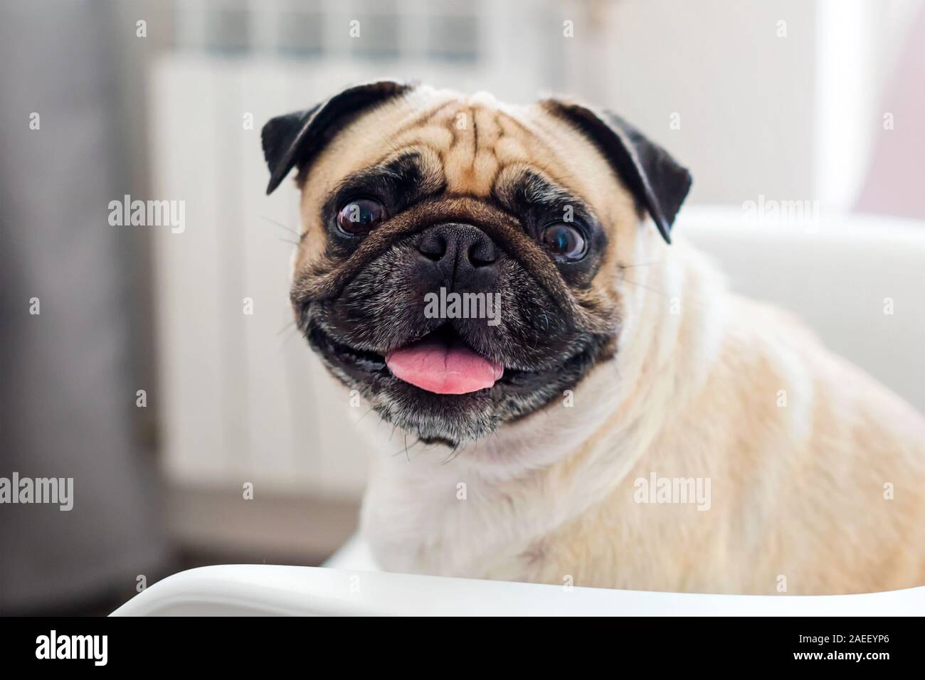 Ein ernster mops Fotos und Bildmaterial in hoher Auflösung Alamy