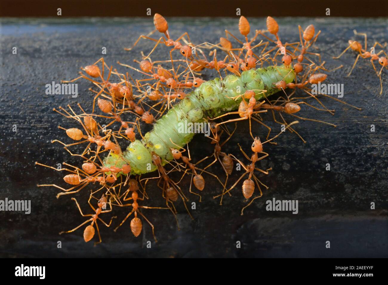 Oecophylla smaragdina, Arbeitnehmer, die Toten Larven von Lepidoptera, Thiruvananthapuram, Kerala, Indien, Asien Stockfoto