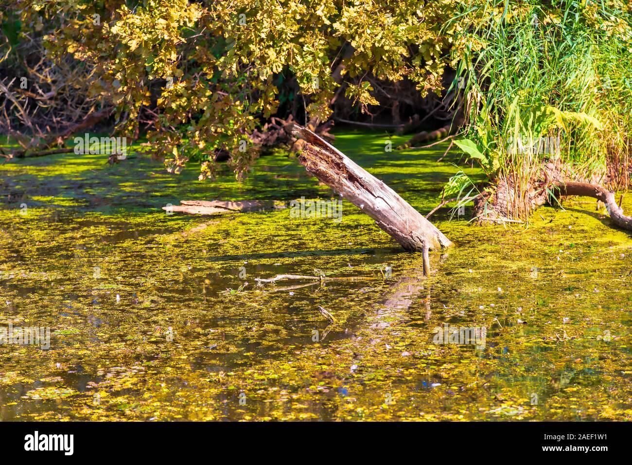 Details Der wetland Landschaft. Imperial Teich Nature Reserve. Carska Bara, Vojvodina, Serbien. Bild Stockfoto