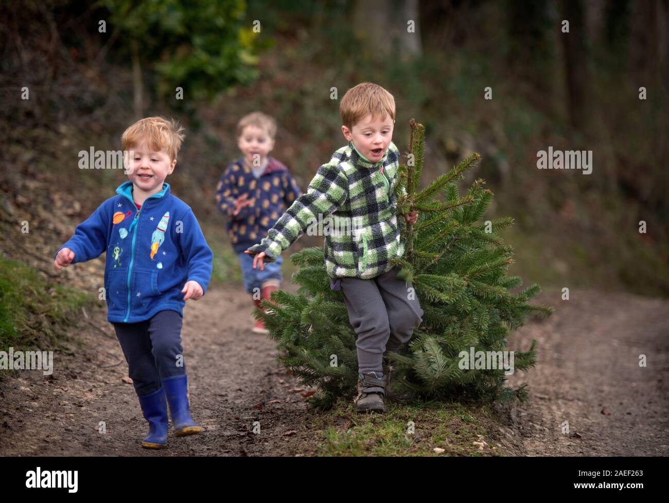 Drei Brüder sammeln einen Weihnachtsbaum von dowdeswell Forstwirtschaftliche Dienstleistungen in der Nähe von Cheltenham, Gloucestershire, Großbritannien Stockfoto
