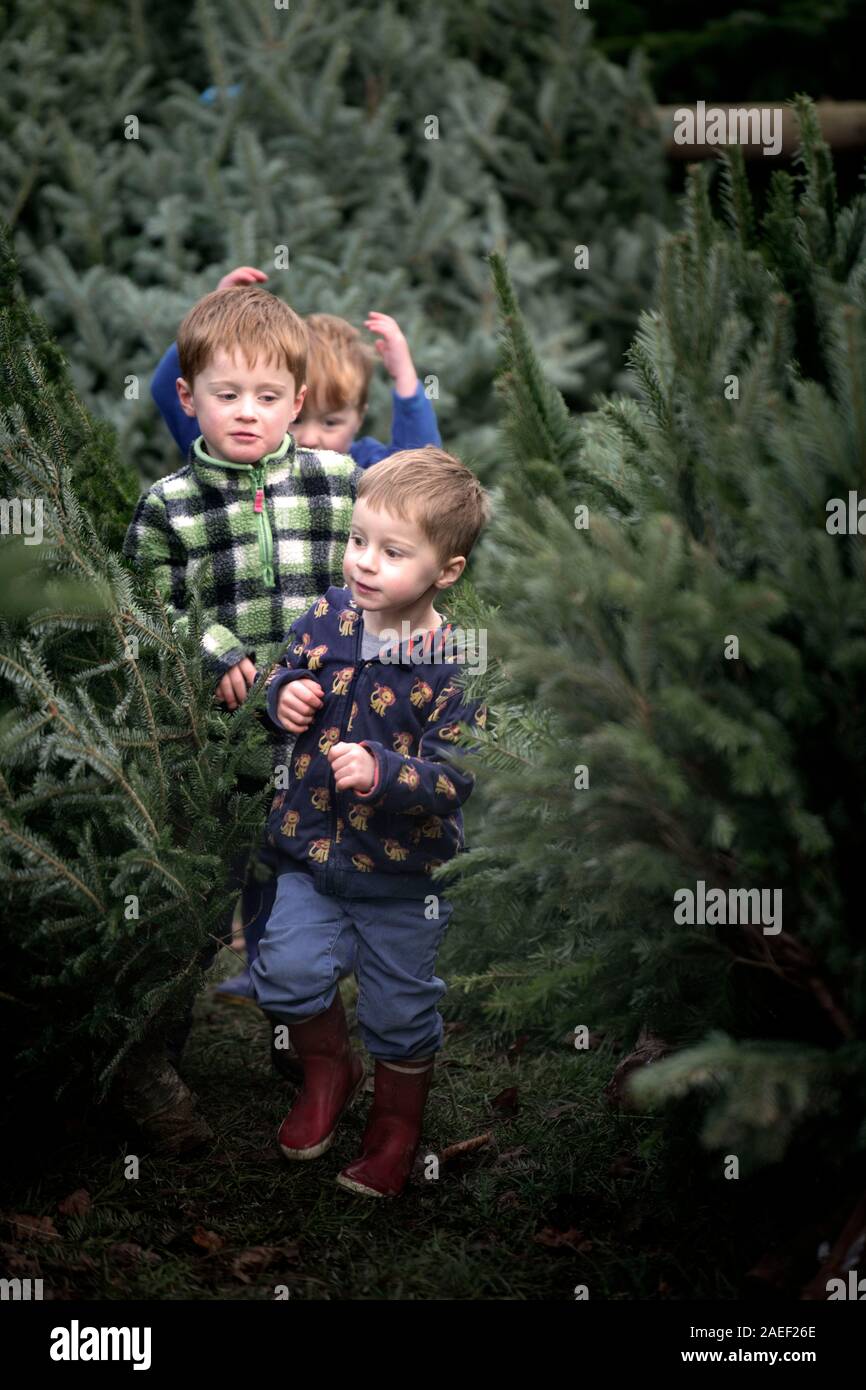 Drei Brüder sammeln einen Weihnachtsbaum von dowdeswell Forstwirtschaftliche Dienstleistungen in der Nähe von Cheltenham, Gloucestershire, Großbritannien Stockfoto