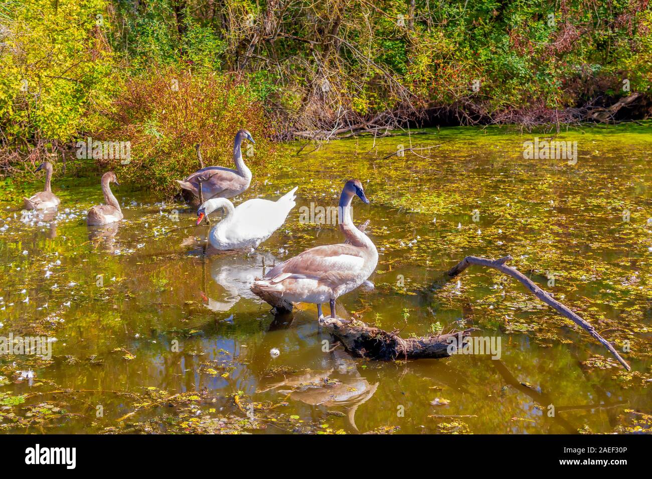 Wilde Schwäne in der Kaiserlichen Teich Nature Reserve. Carska Bara, Vojvodina, Serbien. Bild Stockfoto