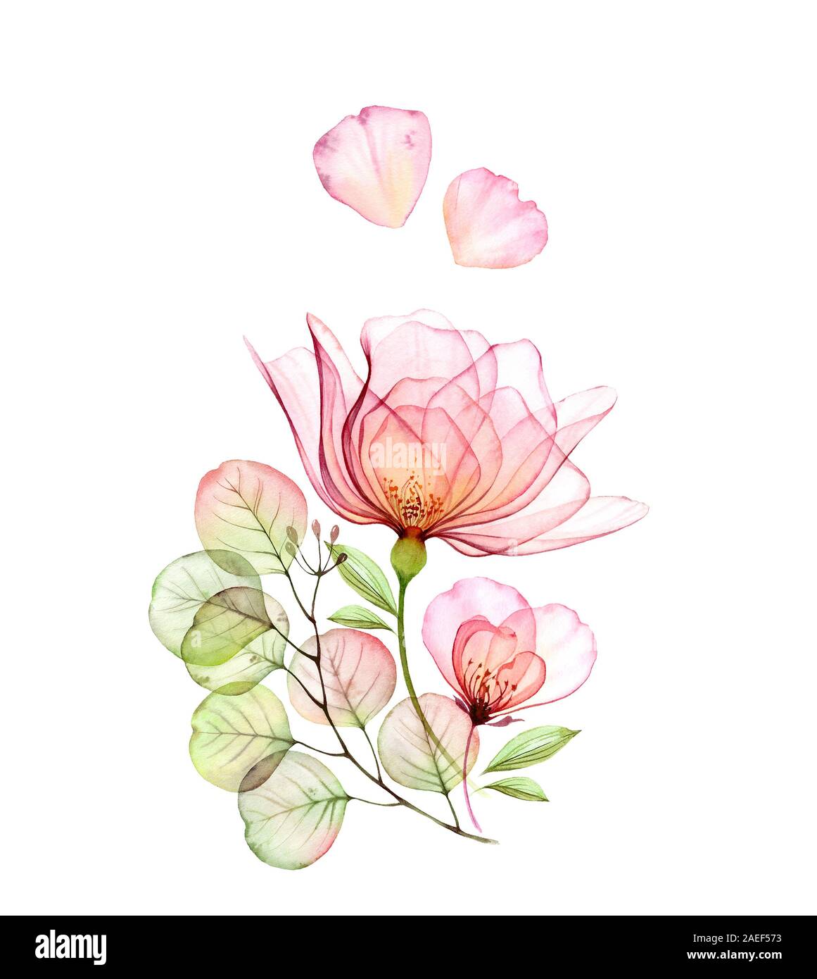 Transparente rose Blumenschmuck von Blumen, fliegen Blütenblätter und Eukalyptus. Aquarell handgezeichnete Abbildung isoliert auf Weiss für Hochzeit Stockfoto