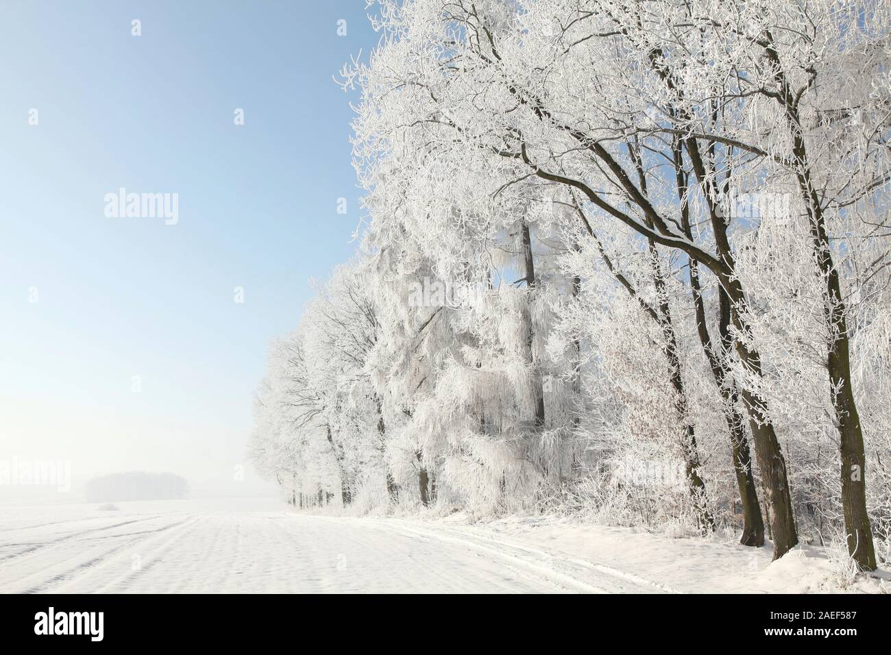 Rande des Waldes mit Bäumen im Frost an einem wolkenlosen Tag abgedeckt. Stockfoto