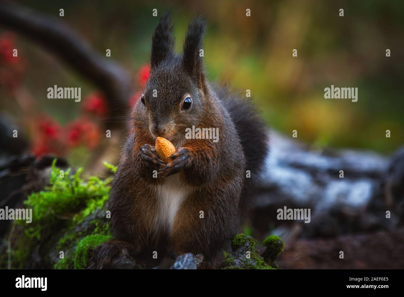 Ein rotes Eichhörnchen auf dem Boden in einem Holz intensiv suchen eine Mandel auf seinen Händen sitzen Stockfoto