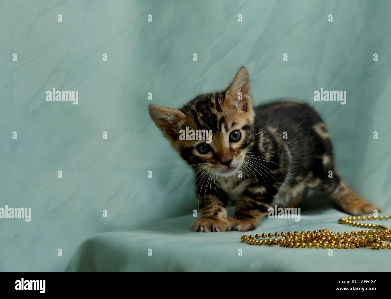 Einen Monat alt sweet Bengalkatze Kitten männlich mit goldenen Perlen und grüner Hintergrund Stockfoto