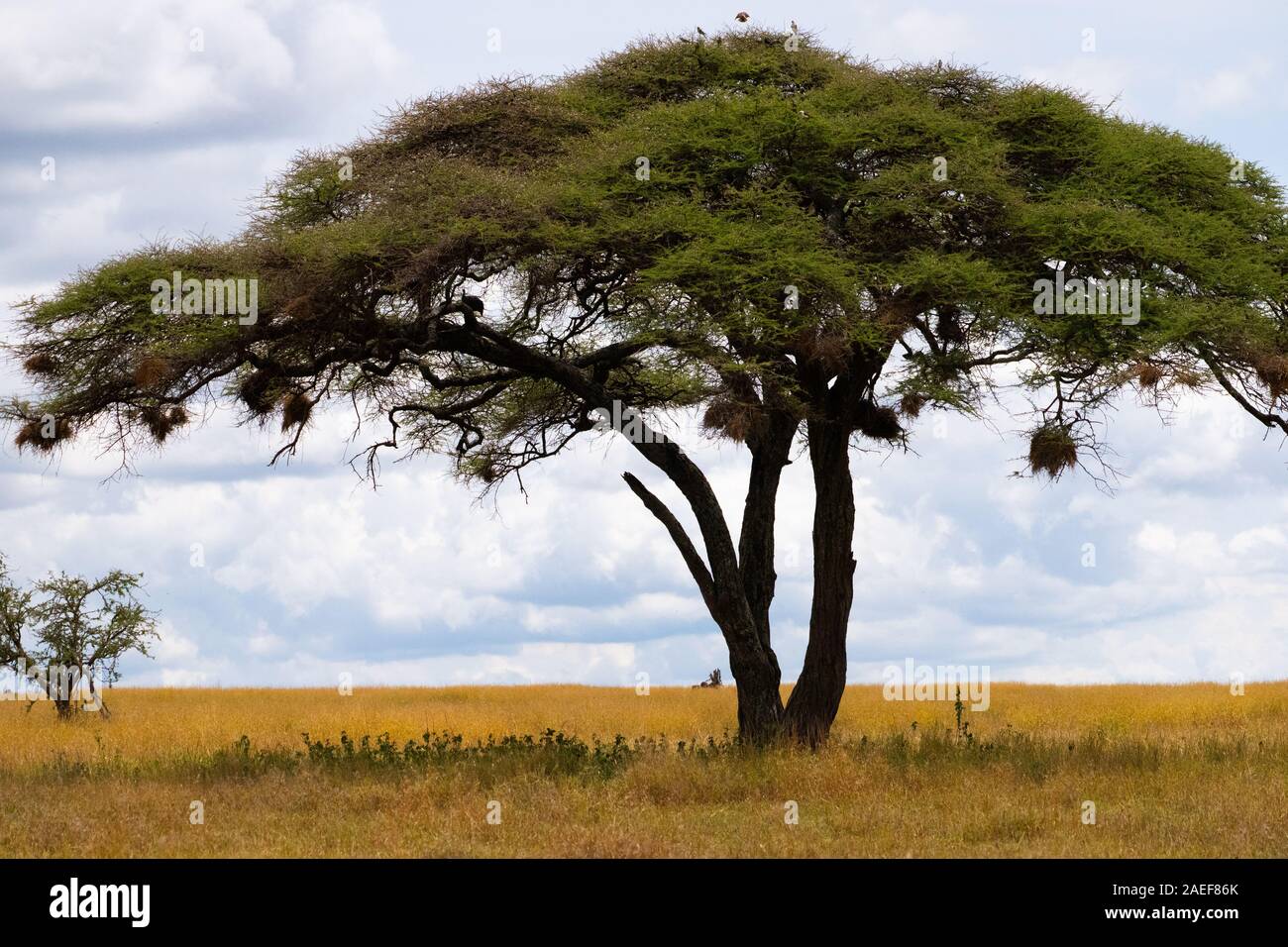 Akazie in der Serengeti Plains Stockfoto