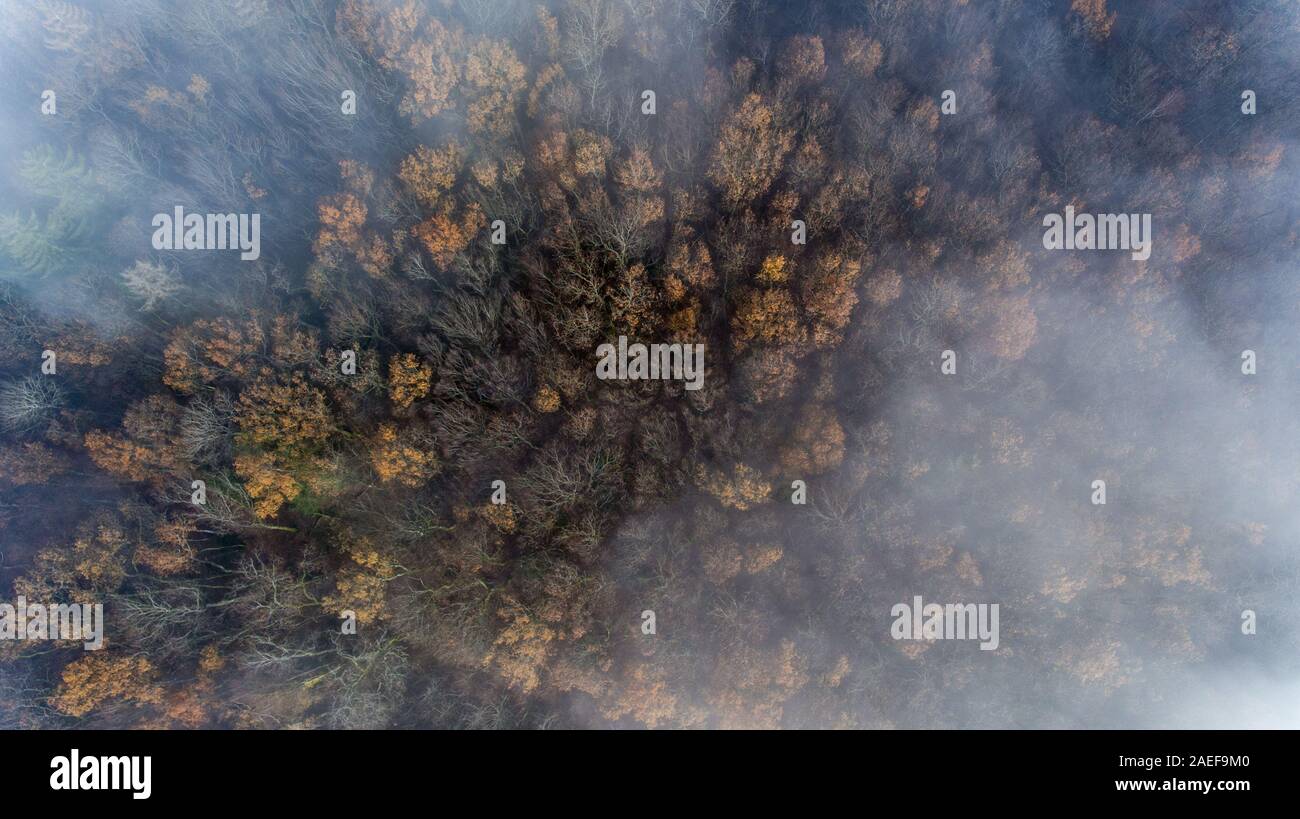 Drone Flug über einen nebligen Herbst Wald. Die drohne fliegen durch die Wolken und Nebel zu offenbaren einen Holzhandel und Woodland Trails. Stockfoto