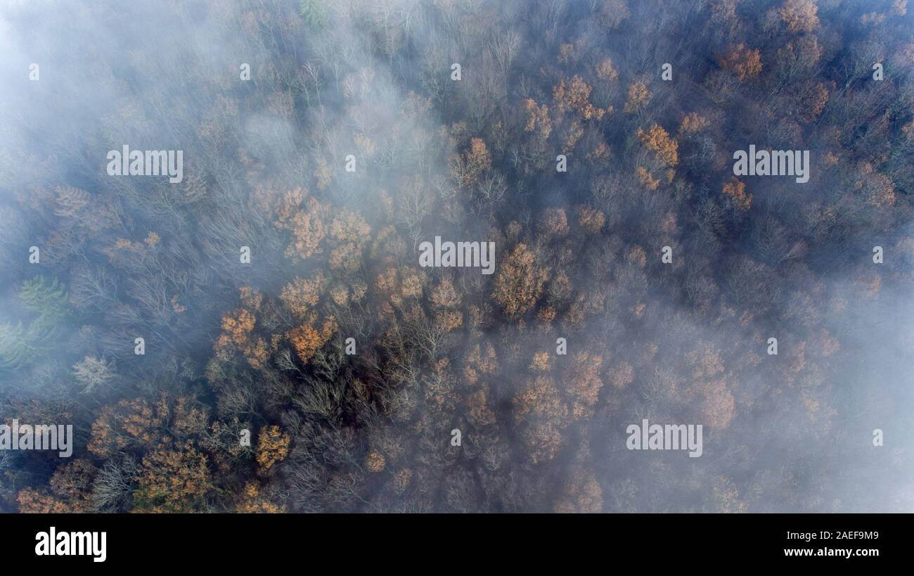 Drone Flug über einen nebligen Herbst Wald. Die drohne fliegen durch die Wolken und Nebel zu offenbaren einen Holzhandel und Woodland Trails. Stockfoto