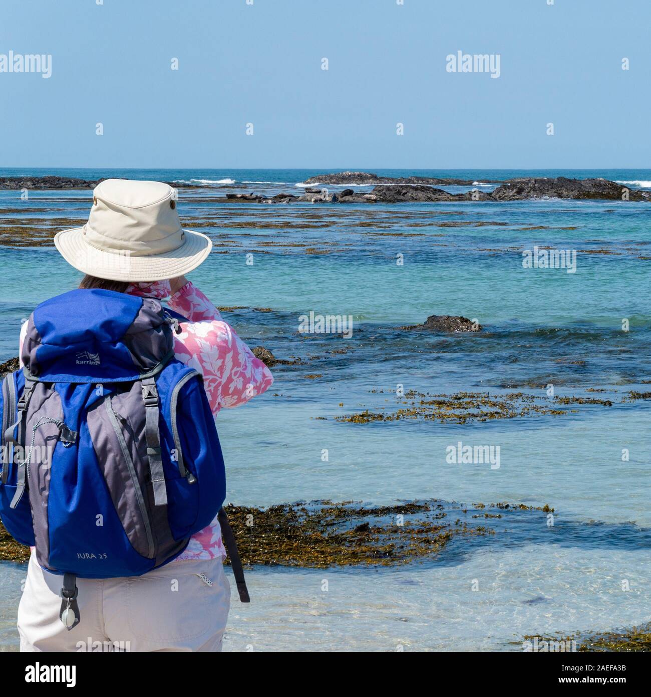 Frau beobachten Seehunde (Phoca vitulina) auf Rock Skerries, Ardskenish, Insel Colonsay, Schottland, Großbritannien Stockfoto