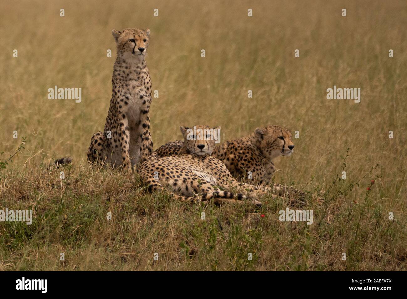 Cheetah Brüder, Masai Mara National Reserve, Kenia, Afrika Stockfoto