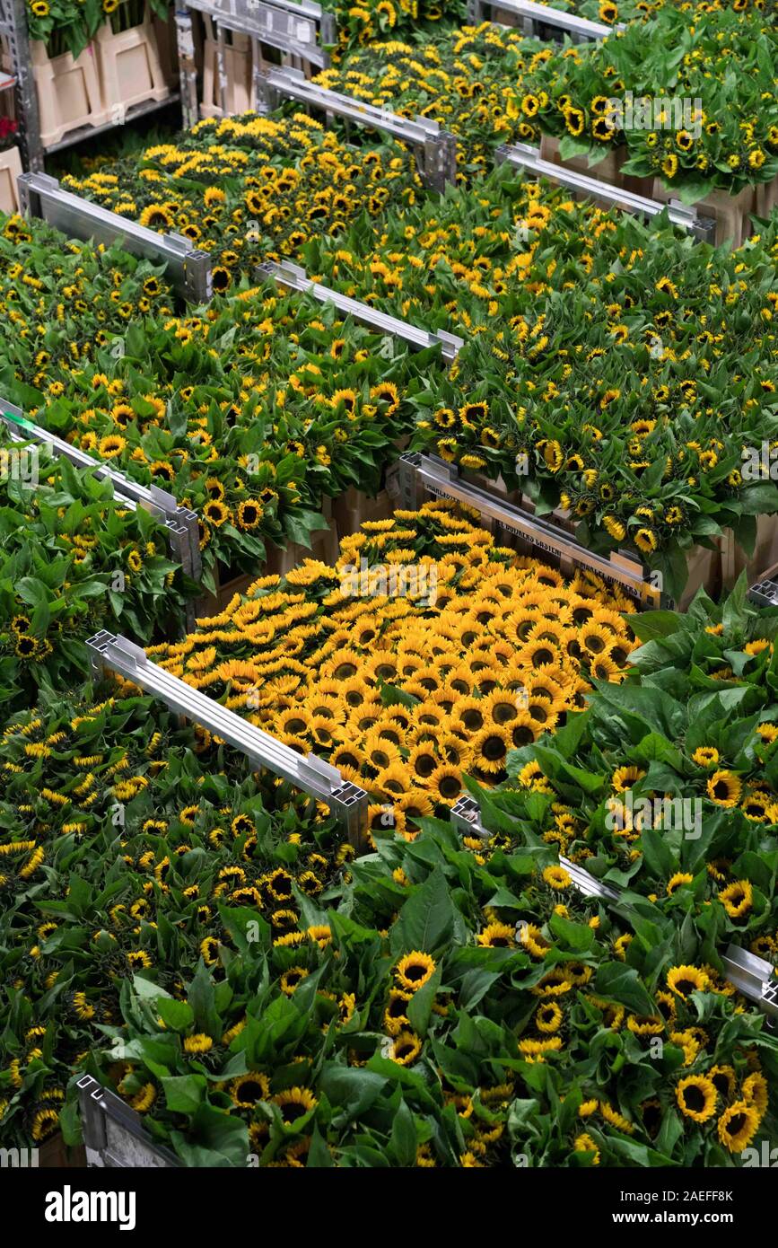 Blumenauktion Aalsmeer, Niederlande Stockfoto