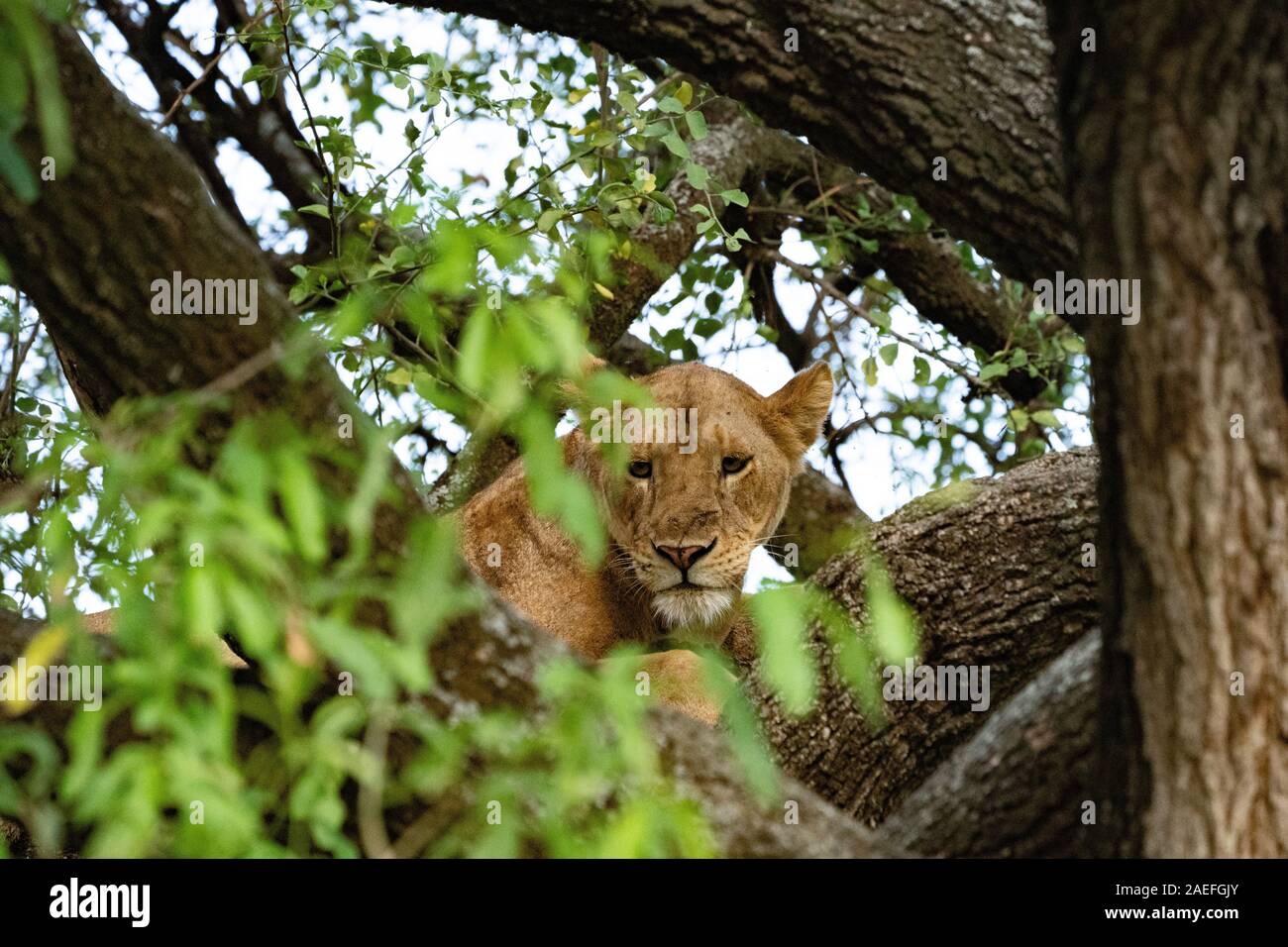 Löwin im Lake Manyara National Park Stockfoto