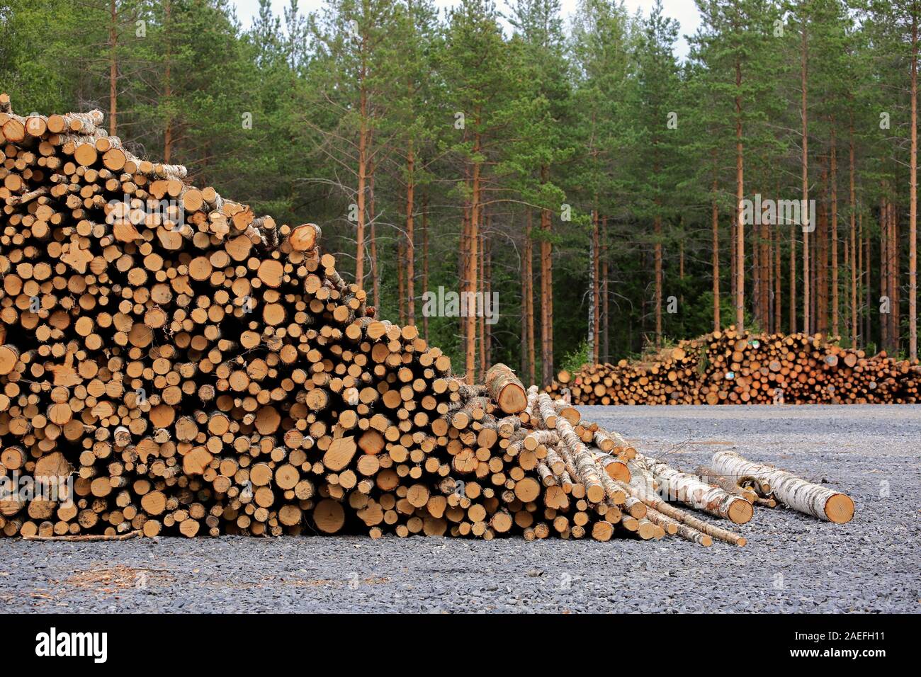 Stapel von Birke am Holzplatz, mit Pinienwald im Hintergrund gespeichert. Südlich von Finnland, Juli 2019. Stockfoto