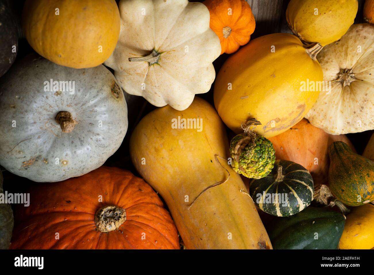 Bunte Kürbisse. Stockfoto