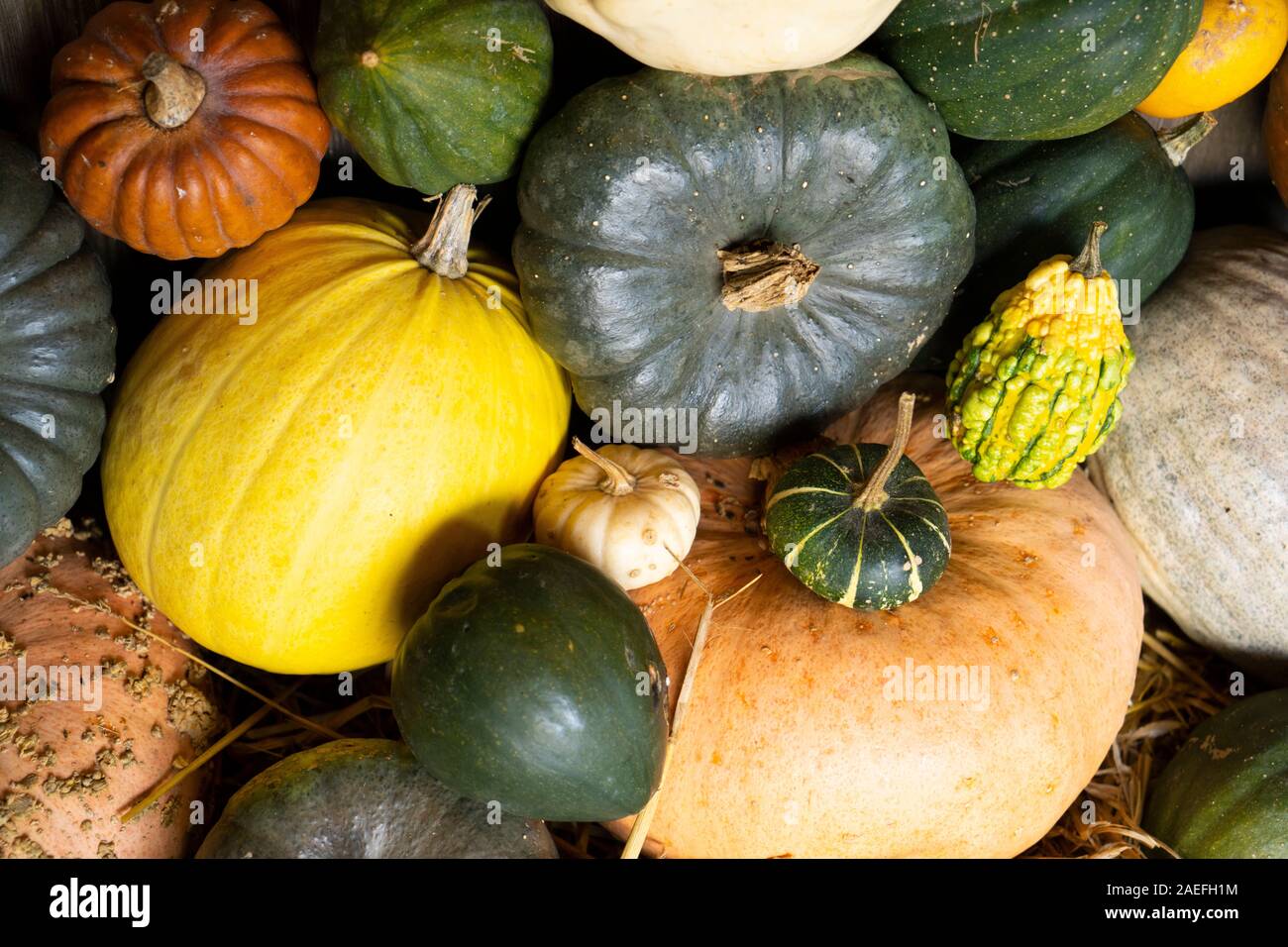 Bunte Kürbisse. Stockfoto