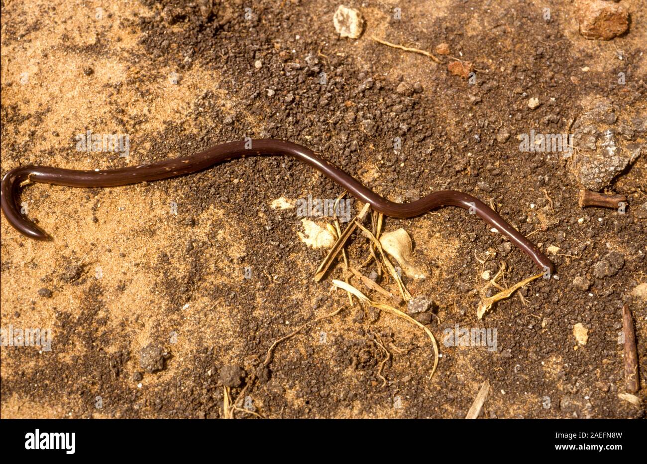 Xerotyphlops vermicularis, der Europäischen blinde Schlange, Europäischen Wurm Schlange, Eurasischen blinde Schlange, oder Eurasische Wurm Schlange, ist eine Pflanzenart aus der Gattung der Schlange in der g Stockfoto