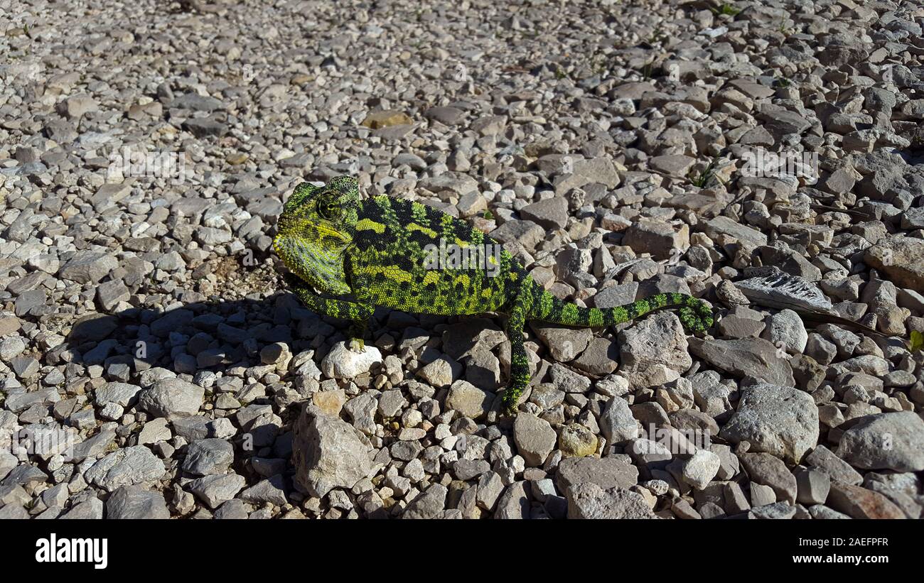 Mediterrane Chamäleon, AKA gemeinsame Jemenchamäleon (Chamaeleo chamaeleon) in Israel fotografiert. Stockfoto