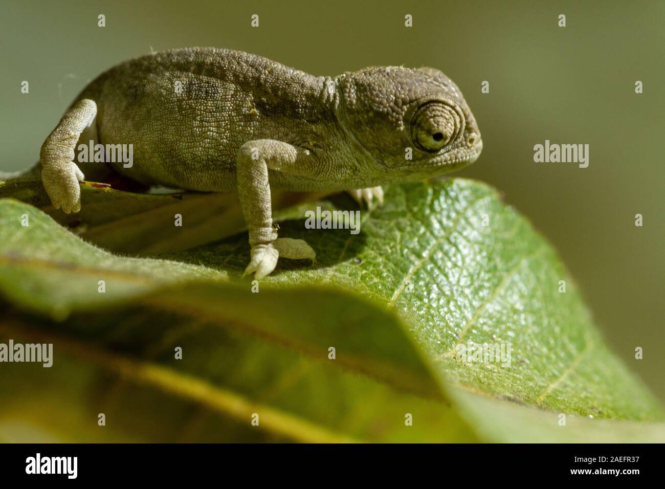 Mediterrane Chamäleon, AKA gemeinsame Jemenchamäleon (Chamaeleo chamaeleon) in Israel fotografiert. Stockfoto