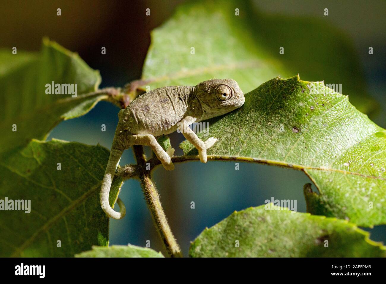 Mediterrane Chamäleon, AKA gemeinsame Jemenchamäleon (Chamaeleo chamaeleon) in Israel fotografiert. Stockfoto