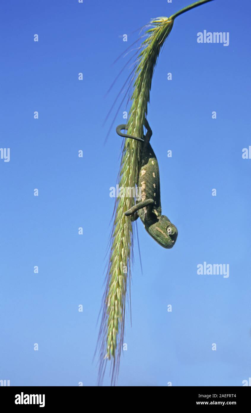 Mediterrane Chamäleon, AKA gemeinsame Jemenchamäleon (Chamaeleo chamaeleon) in Israel fotografiert. Stockfoto