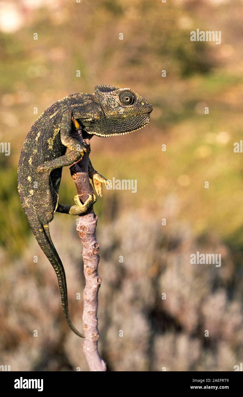 Mediterrane Chamäleon, AKA gemeinsame Jemenchamäleon (Chamaeleo chamaeleon) in Israel fotografiert. Stockfoto