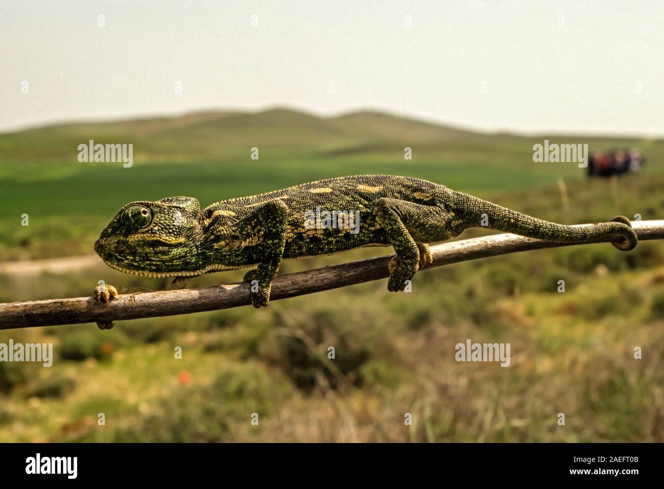 Mediterrane Chamäleon, AKA gemeinsame Jemenchamäleon (Chamaeleo chamaeleon) in Israel fotografiert. Stockfoto