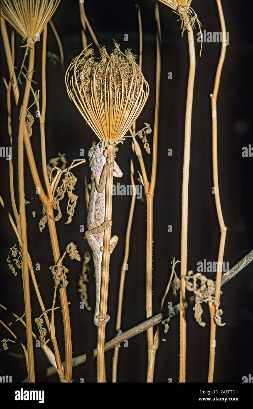 Mediterrane Chamäleon, AKA gemeinsame Jemenchamäleon (Chamaeleo chamaeleon) in Israel fotografiert. Stockfoto