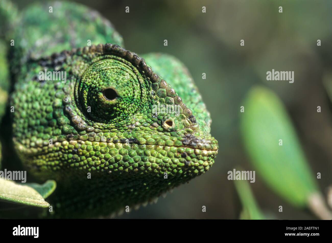 Mediterrane Chamäleon, AKA gemeinsame Jemenchamäleon (Chamaeleo chamaeleon) in Israel fotografiert. Stockfoto