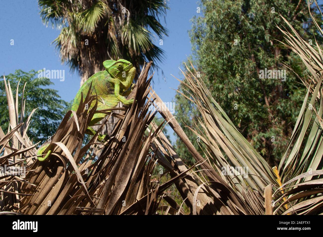 Mediterrane Chamäleon, AKA gemeinsame Jemenchamäleon (Chamaeleo chamaeleon) in Israel fotografiert. Stockfoto