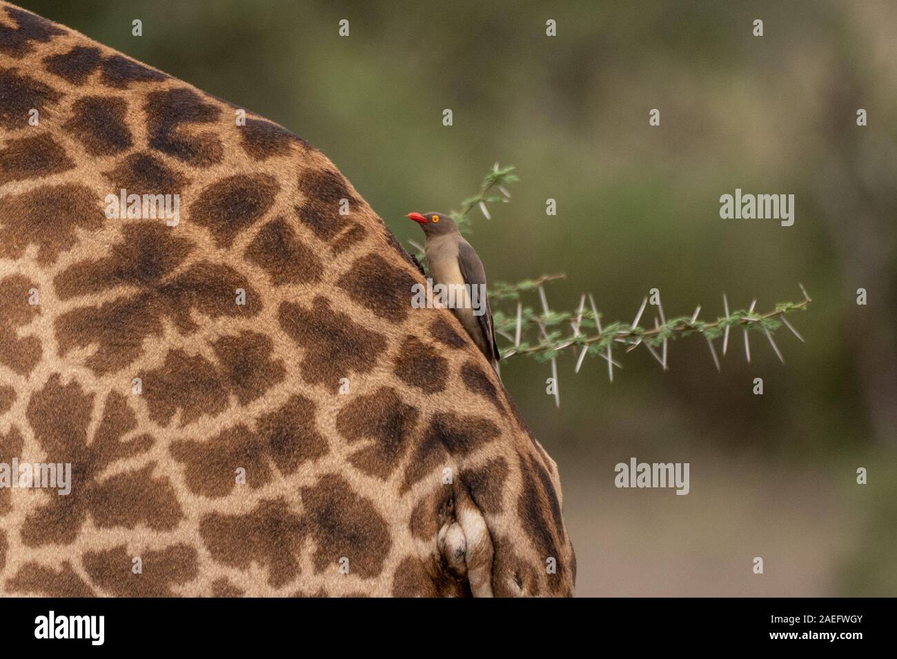 Red-billed oxpecker auf Giraffe (Buphagus erythrorhynchus) Stockfoto