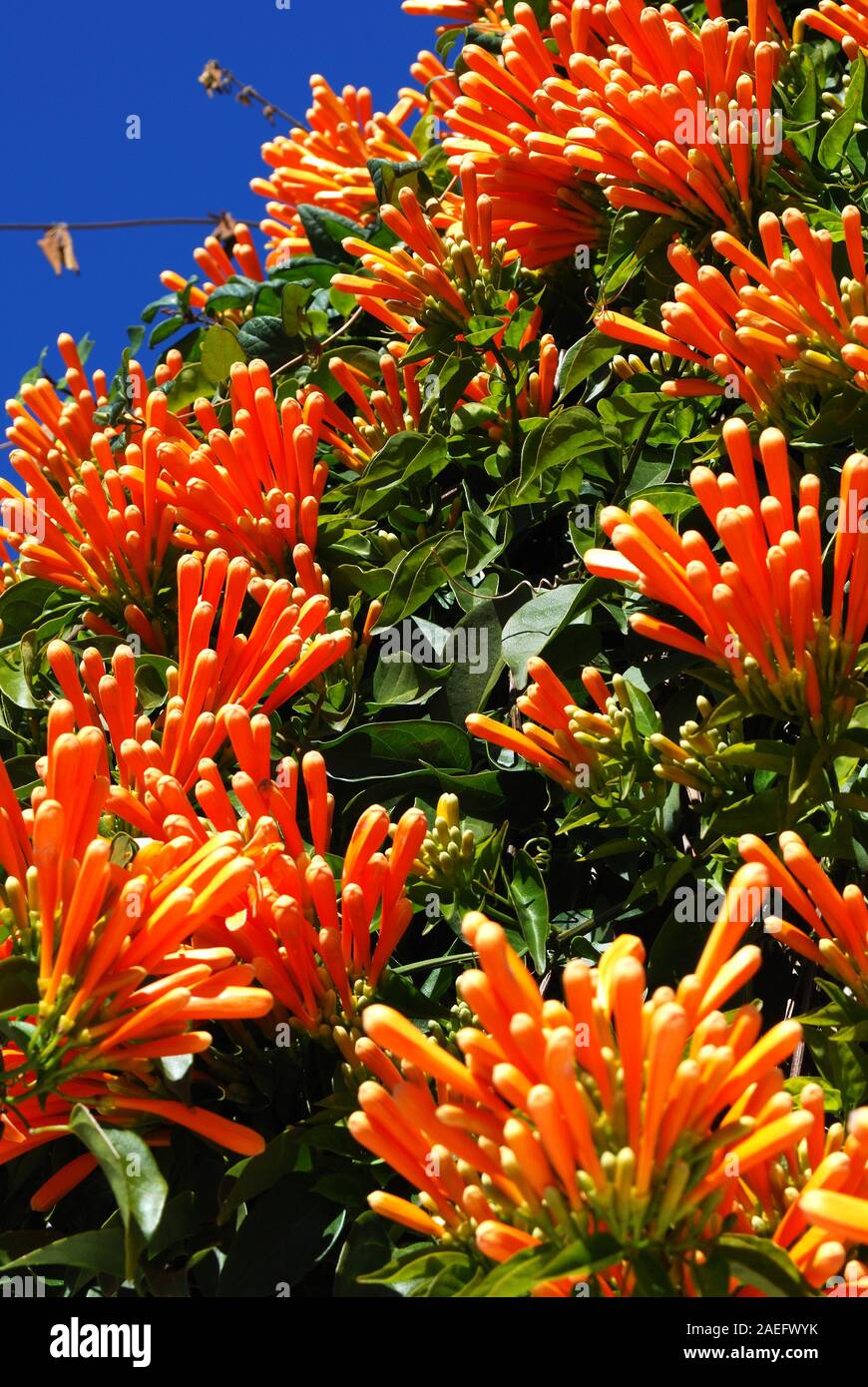 Pryostegia Venusta auch als Flamme Rebe in voller Blüte bekannt, Riviera del Sol, Costa del Sol, Provinz Malaga, Andalusien, Spanien, Europa Stockfoto