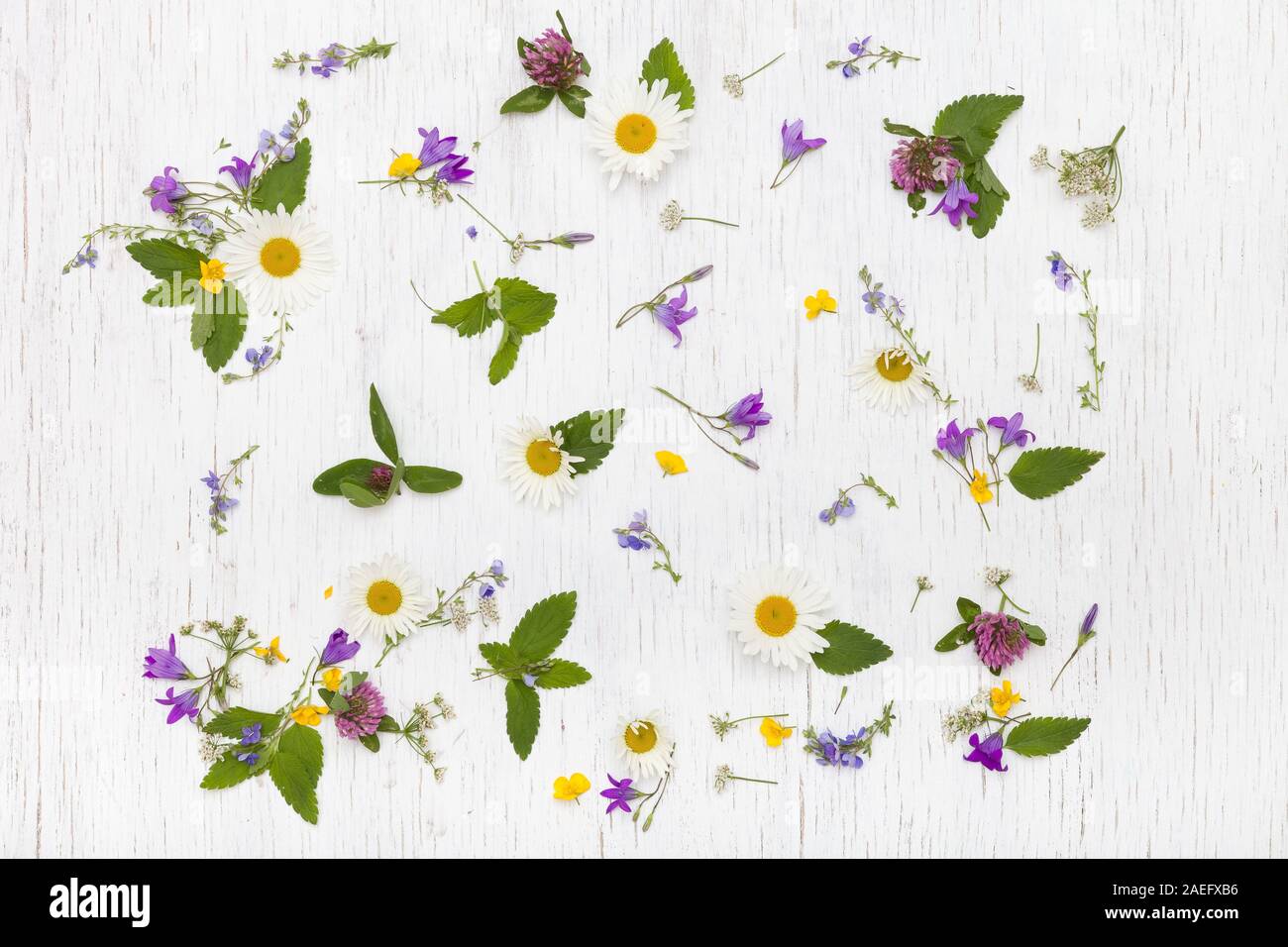 Ansicht von oben auf die schönen wilden Blumen auf weißem Holz- Hintergrund. Sommer Blüten, Blätter und Blüten. Klee, Daisy, Bell - Blumen, Vergiss-mich-nicht. Flach Stockfoto