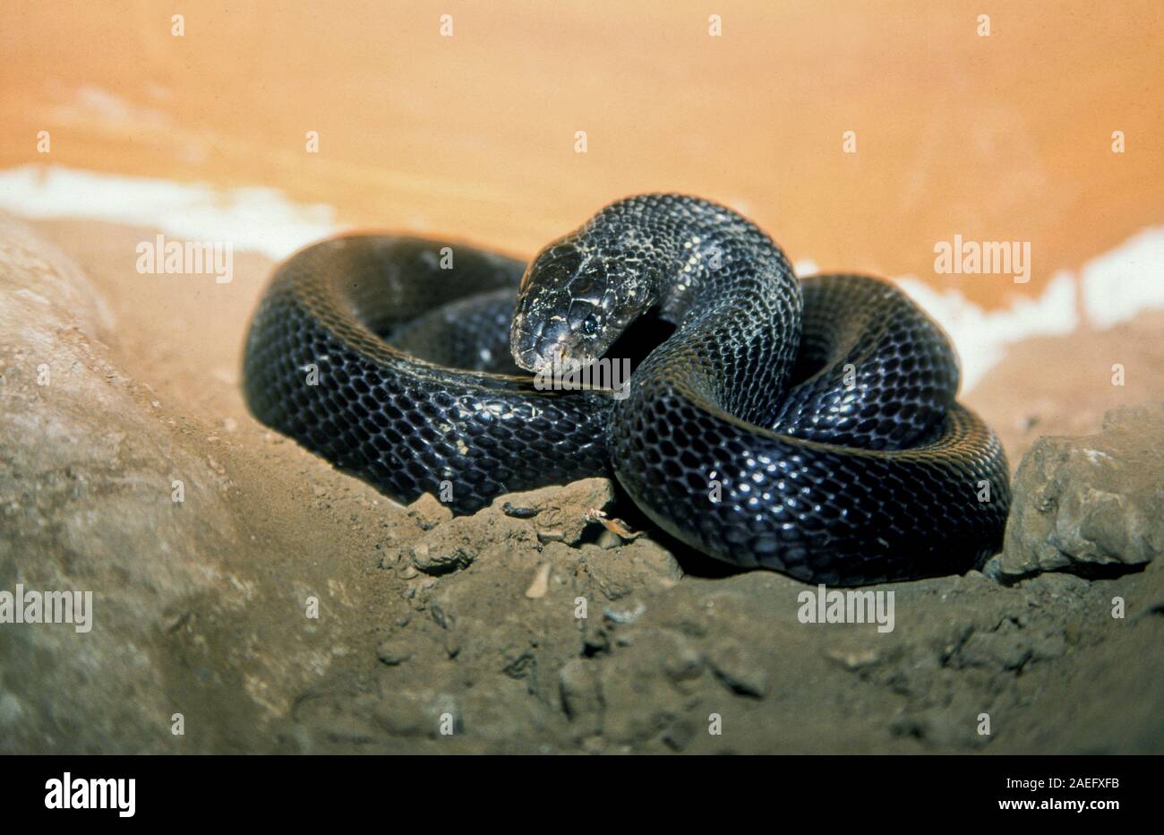 Walterinnesia aegyptia allgemein als Wüste schwarze Schlangen oder Schwarze Wüste Kobras, die endemisch im Nahen Osten bekannt sind. In Israel fotografiert. Stockfoto