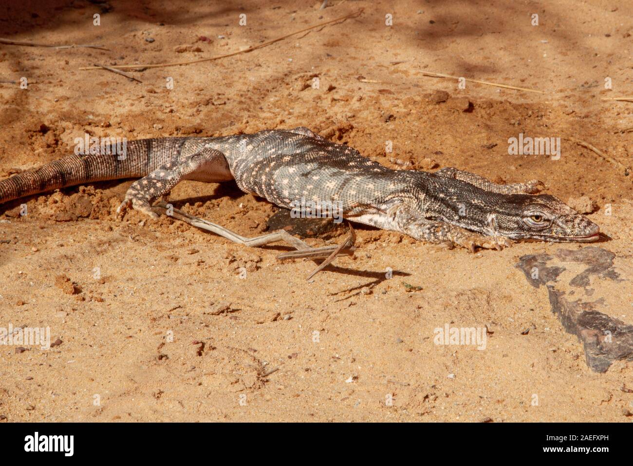 Wüste Monitor (Varanus griseus). Eine Art der Warane der Ordnung Squamata gefunden Leben in Nord Afrika sowie in Zentral- und Südasien. Stockfoto