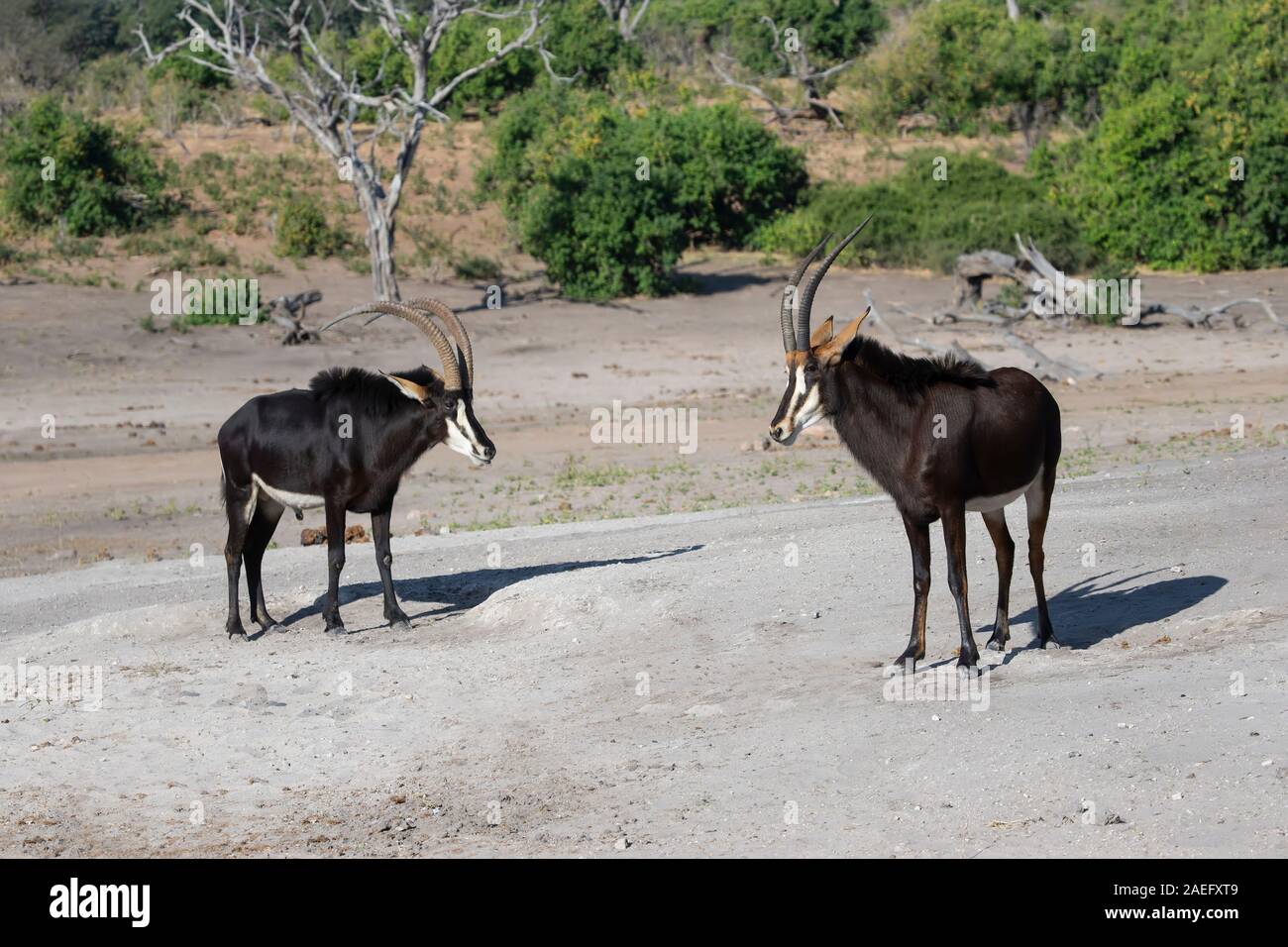 Ein paar Sable Antilopen (Hippotragus niger) einander gegenüber auf dem sandigen Ufer des Chobe Nationalpark in Botswana Stockfoto