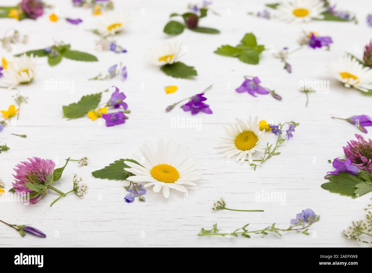 Seitliche Sicht auf die schönen wilden Blumen auf dem weißen Holz- Hintergrund. Daisy, Glockenblumen, Klee, vergiss Mich nicht Blumen. Nahaufnahme von floralen Muster. Zurück Stockfoto