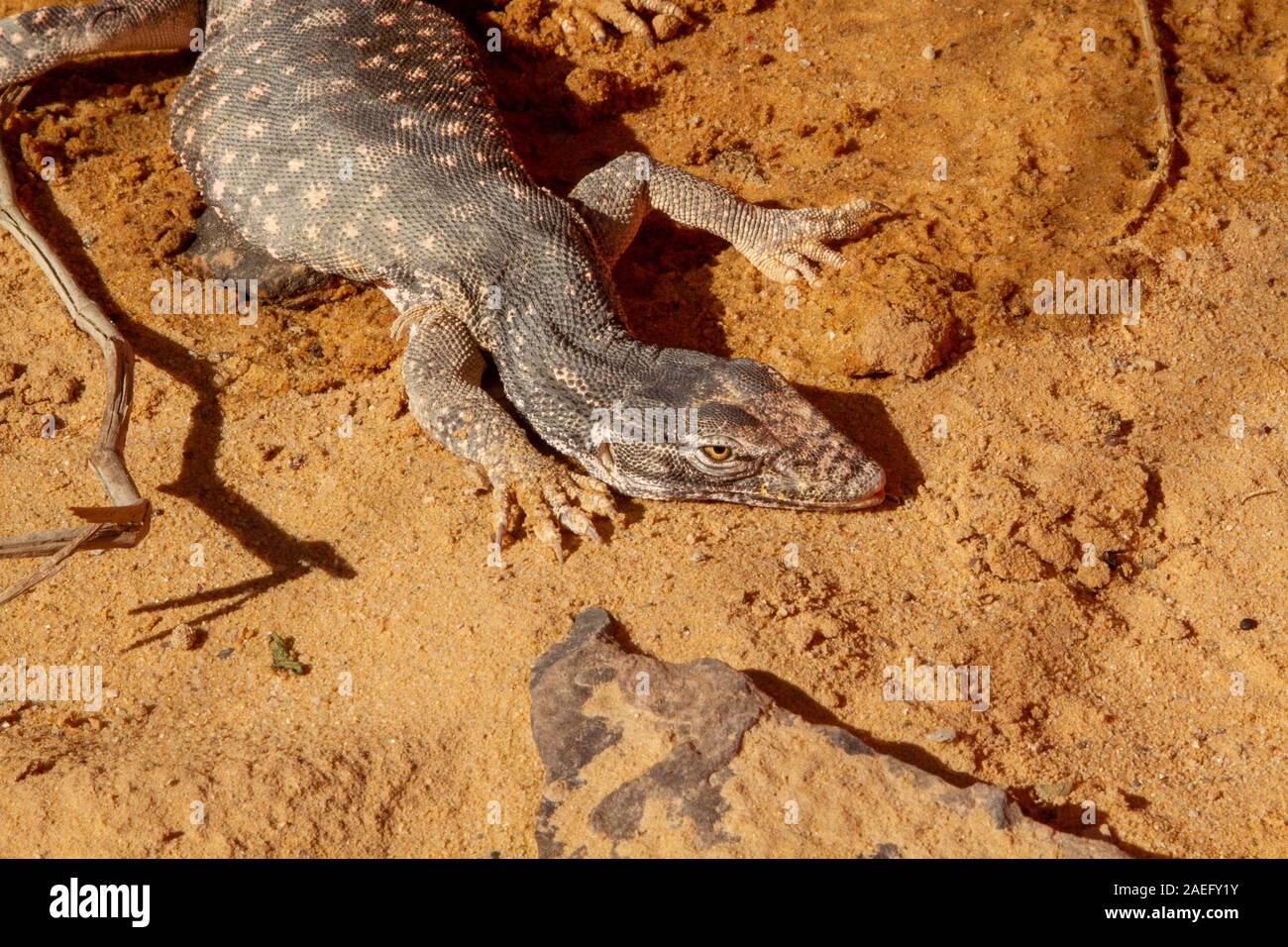 Wüste Monitor (Varanus griseus). Eine Art der Warane der Ordnung Squamata gefunden Leben in Nord Afrika sowie in Zentral- und Südasien. Stockfoto