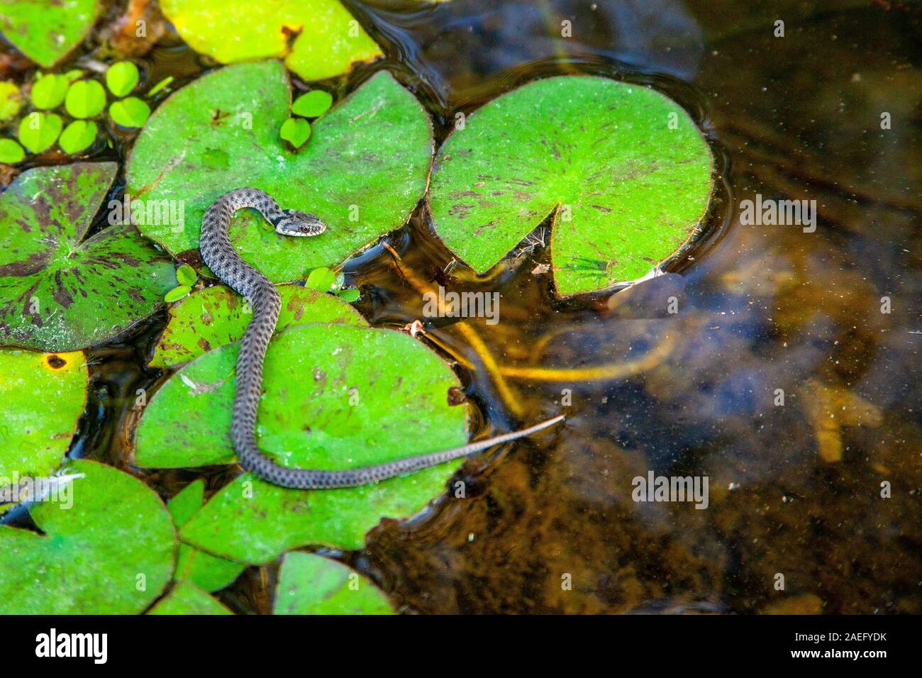 Würfelnatter (Natrix tessellata). Würfel Schlangen sind europäische Nicht-giftige Schlangen, die in der Nähe von Flüssen, Bächen und Seen leben und ernähren sich hauptsächlich von Fisch. Pho Stockfoto