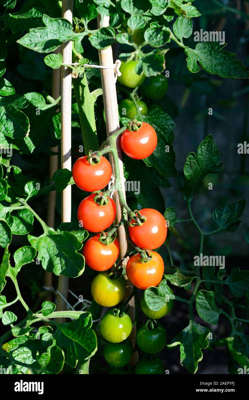 Alicante Tomaten reifen an der Pflanze. Stockfoto