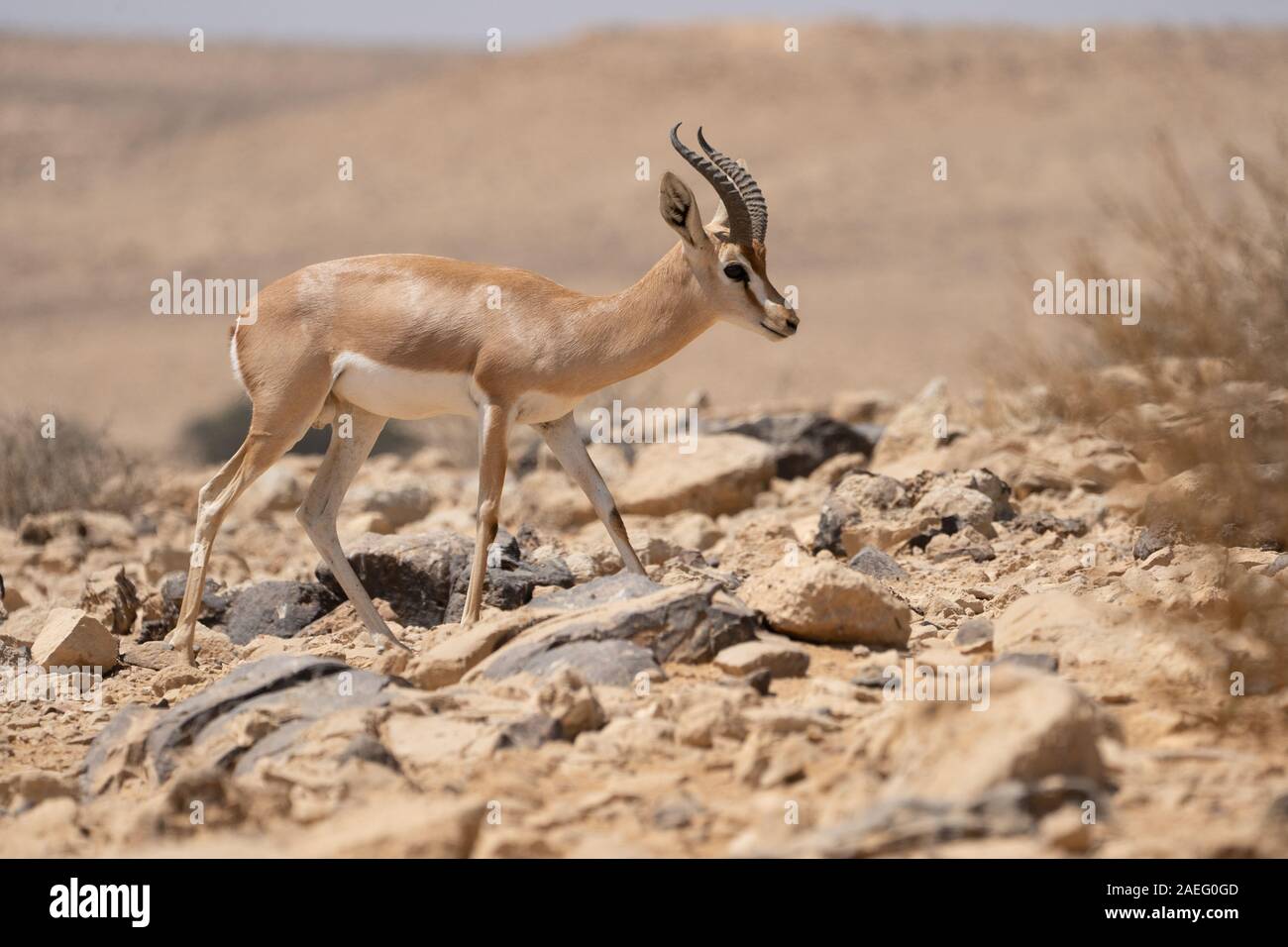 Die Dorcas Gazelle (Gazella dorcas), auch Ariel gazelle genannt, ist eine kleine, gemeinsame Gazelle. Die Dorcas Gazelle ist etwa 55 - 65 cm Am s Stockfoto