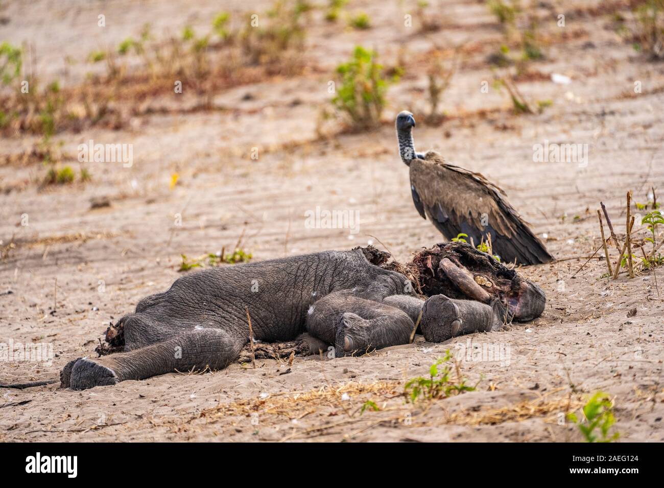 Ein Kadaver eines toten Elefanten gegessen wird von white-backed Geier (Tylose in AFRICANUS). In Hwange National Park, Zimbabwe fotografiert. Stockfoto