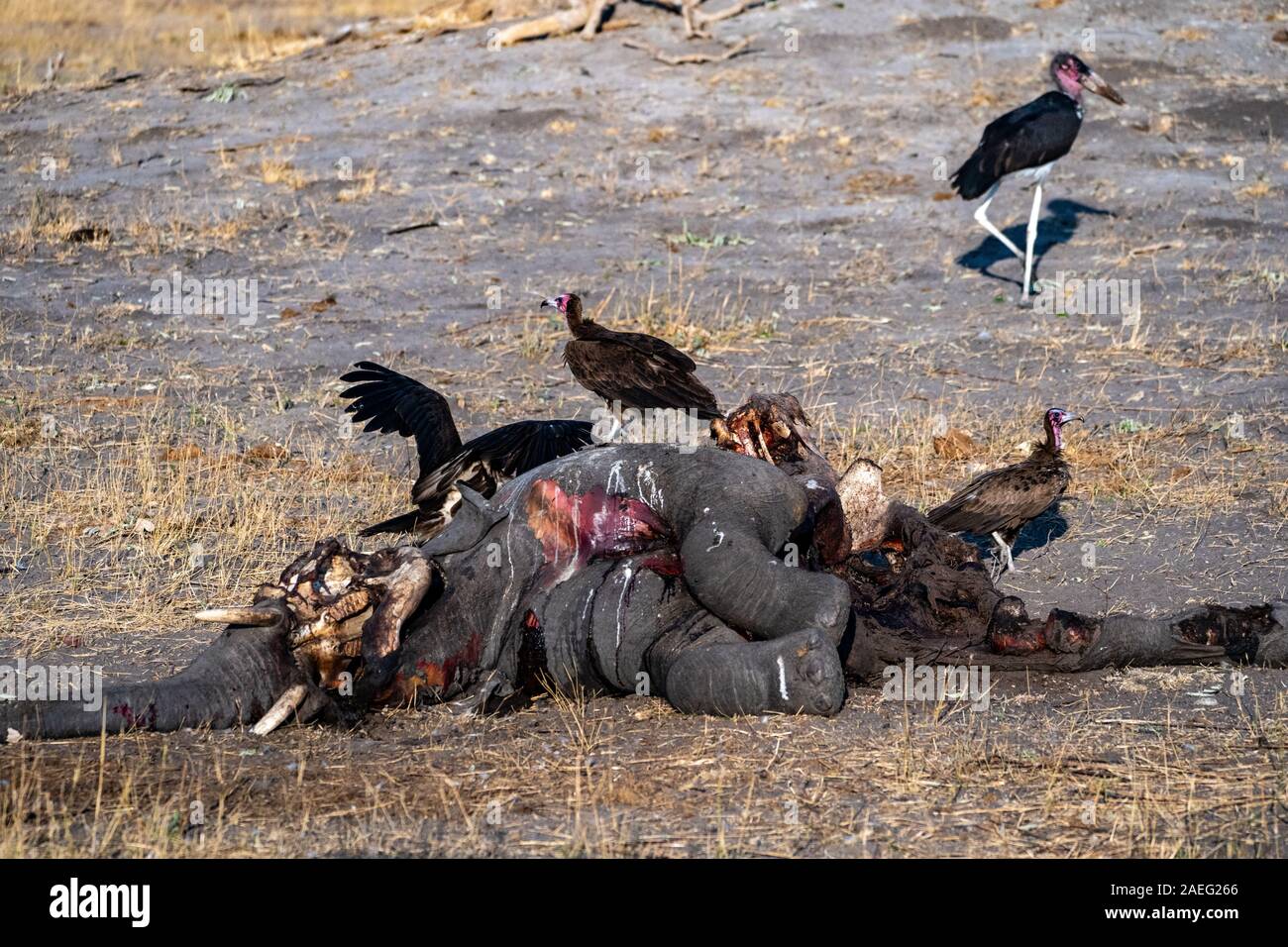 Ein Kadaver eines toten Elefanten gegessen wird von white-backed Geier (Tylose in AFRICANUS). In Hwange National Park, Zimbabwe fotografiert. Stockfoto