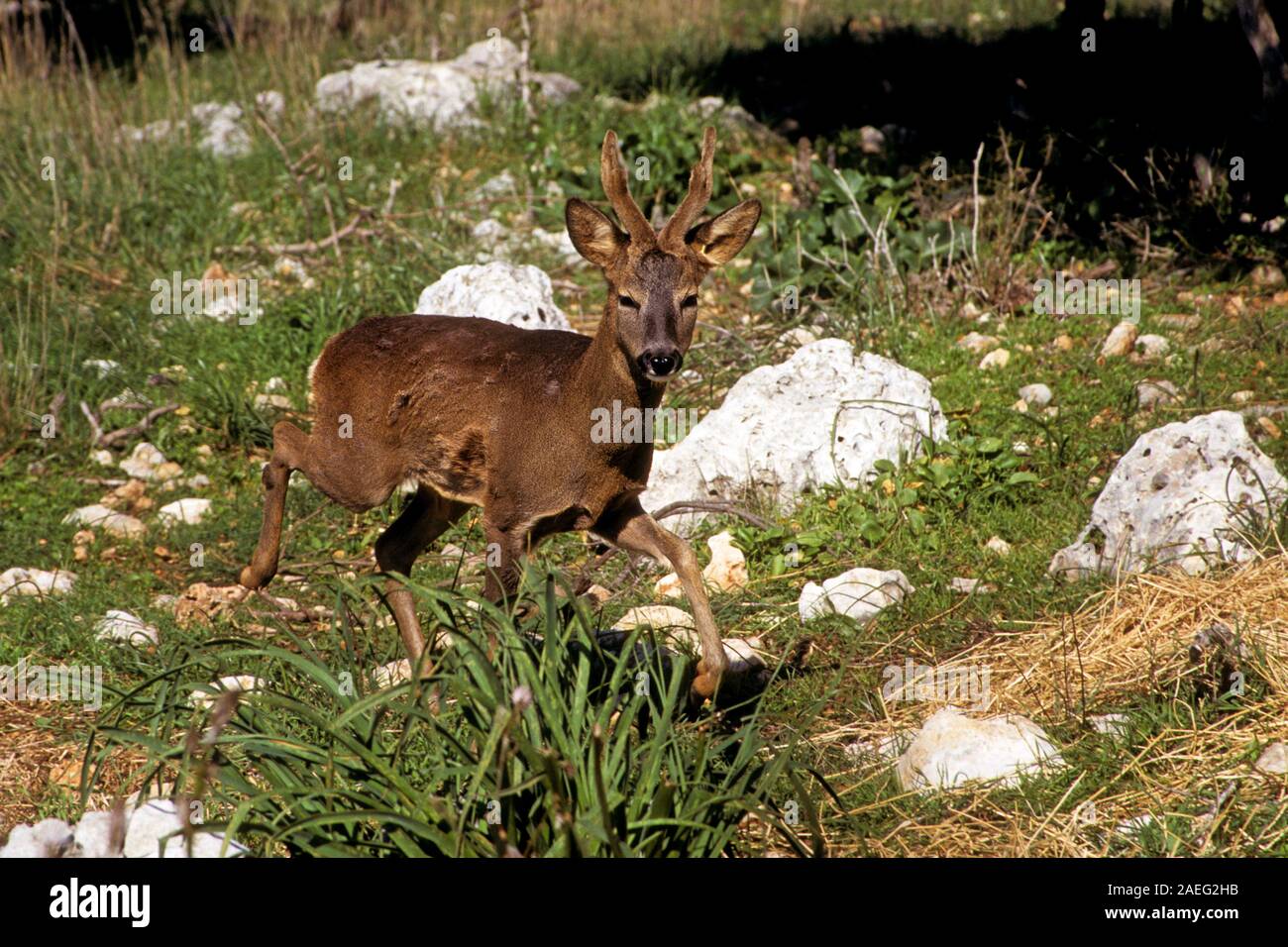 Europäische Reh (Capreolus capreolus) Wiedereinführung der Carmel Mountain National Park in 1998. Israel, Carmel Mountain, Stockfoto