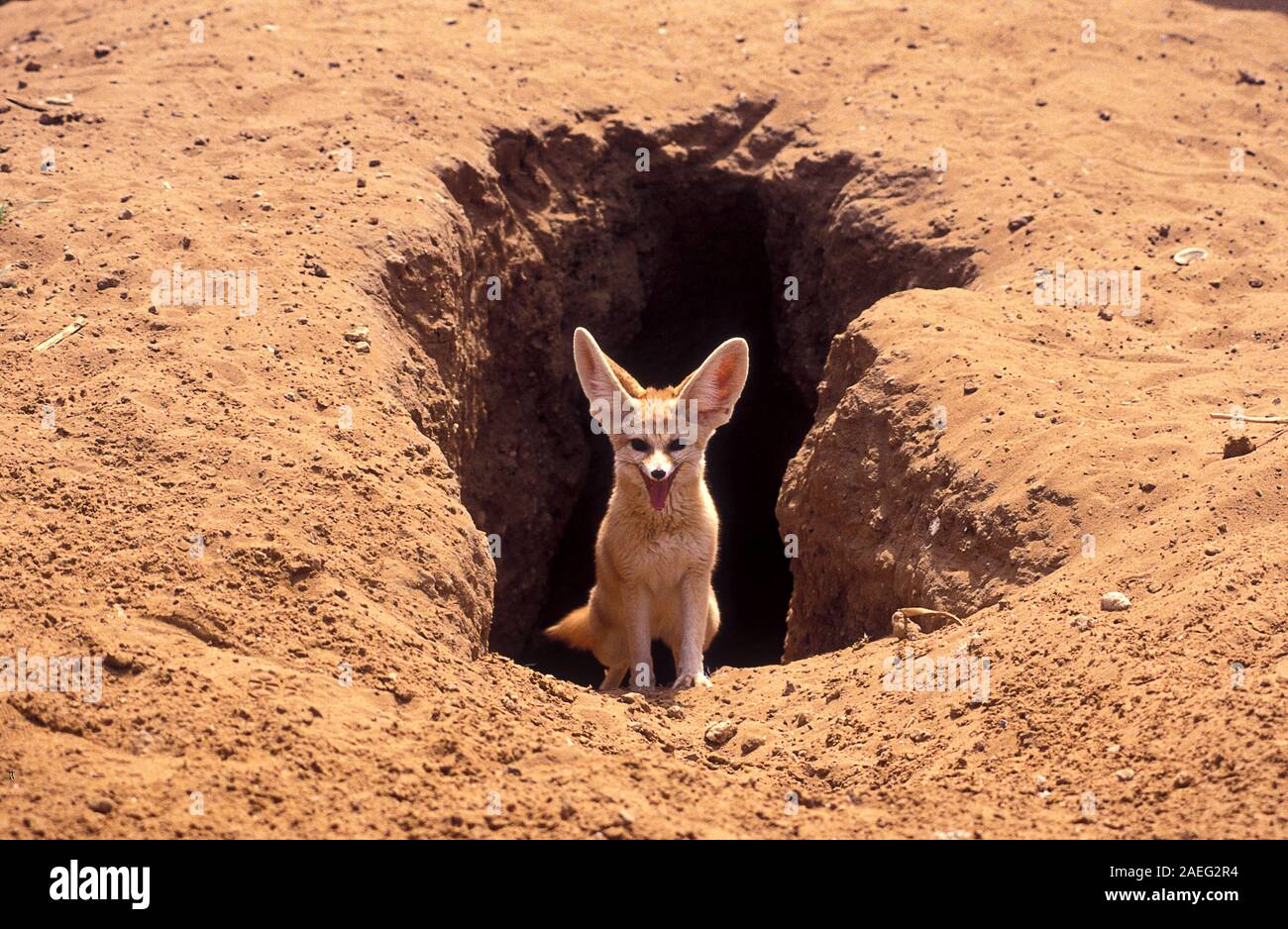 Fennec Fox, (Vulpes zerda) in der Nähe der Höhle, fotografiert in Israel. Stockfoto