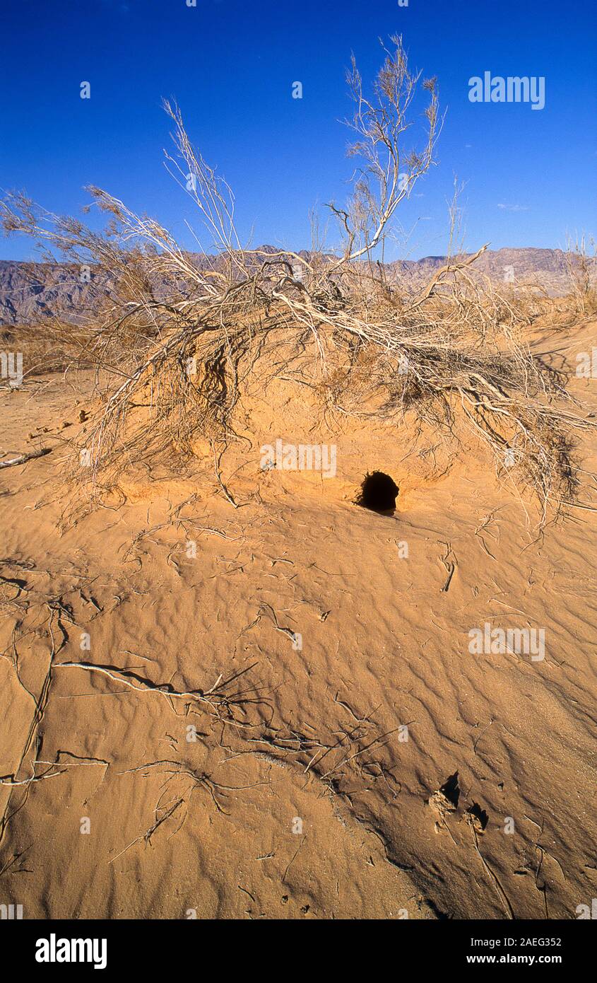 Burrow von Rueppell Fox's und auch der Sand Fuchs (Vulpes rueppellii) ist eine Pflanzenart aus der Gattung der Fuchs Wohn in Nordafrika, im Nahen Osten und southweste Stockfoto