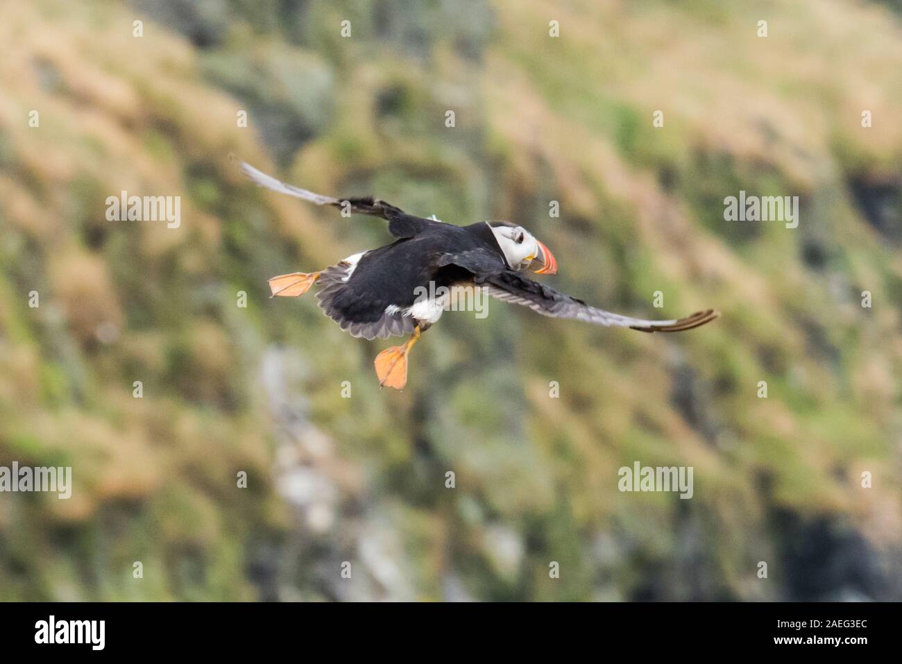 Puffins auf der Insel Skomer in Cardigan Bay West Wales Stockfoto