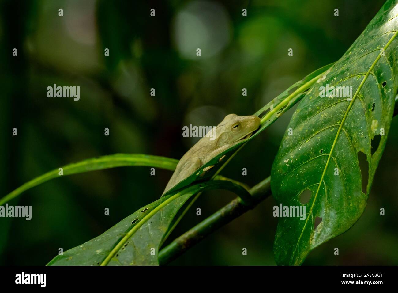 Hypsiboas rosenbergi (gemeinsame Namen: Rosenbergs treefrog, Rosenberg des Gladiators Frosch, oder Rosenbergs gladiator Treefrog) ist eine Pflanzenart aus der Gattung der Frosch in der f Stockfoto