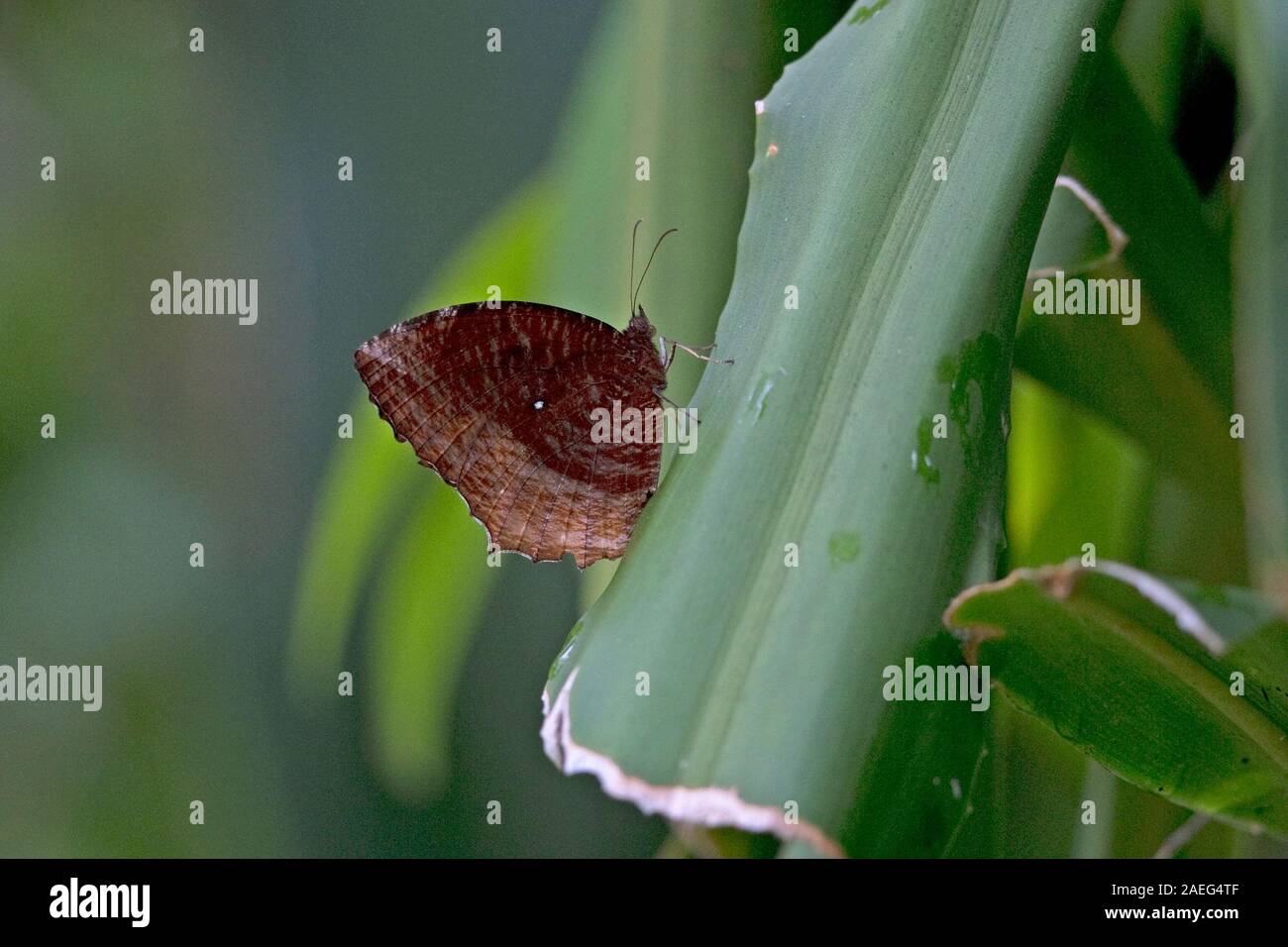 Gemeinsame Palmfly (Elymnias Hypermnestra) Stockfoto