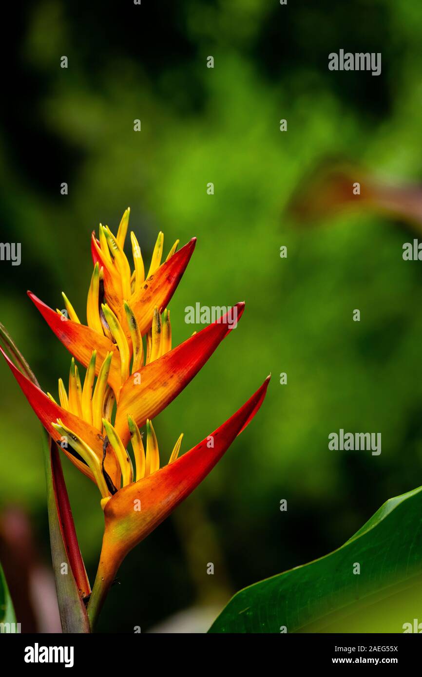 Blühende heliconia Blume (Heliconia ortotricha) Nahaufnahme. In Costa Rica Regenwald im Juli fotografiert. Stockfoto